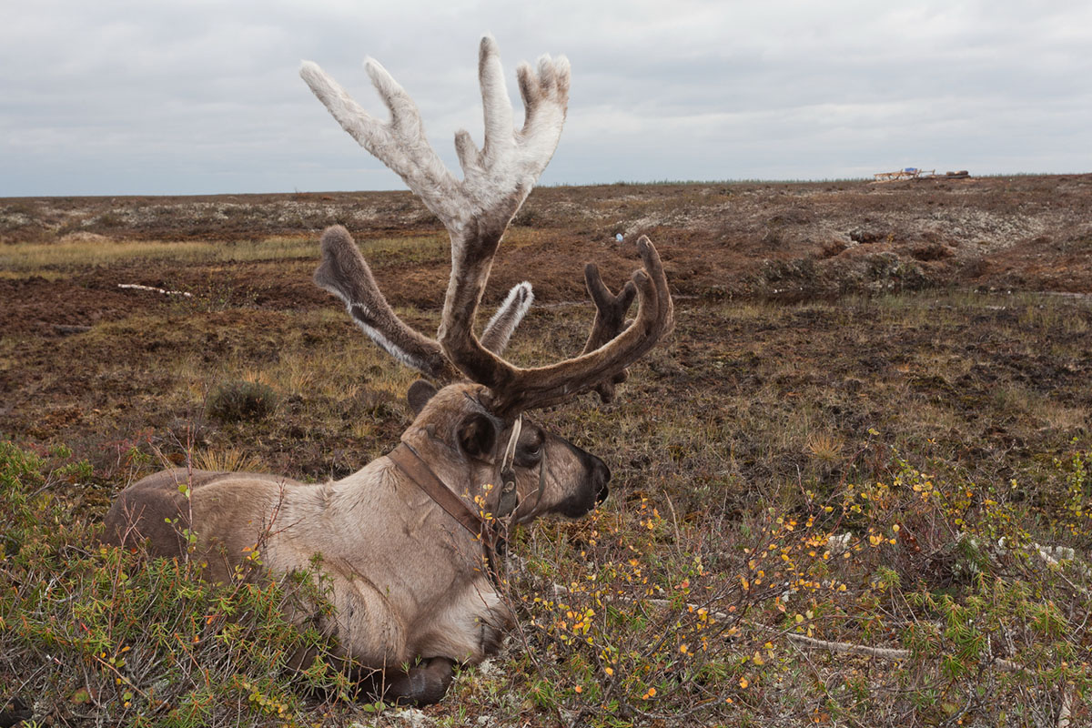 Традиции коренных народов помогут сохранить биоразнообразие в Арктике