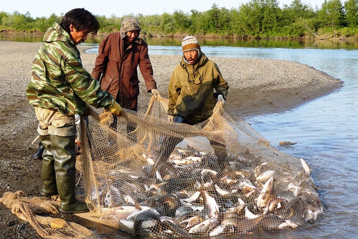 На Камчатке КМНС упростили процедуру подачи заявки на вылов рыбы