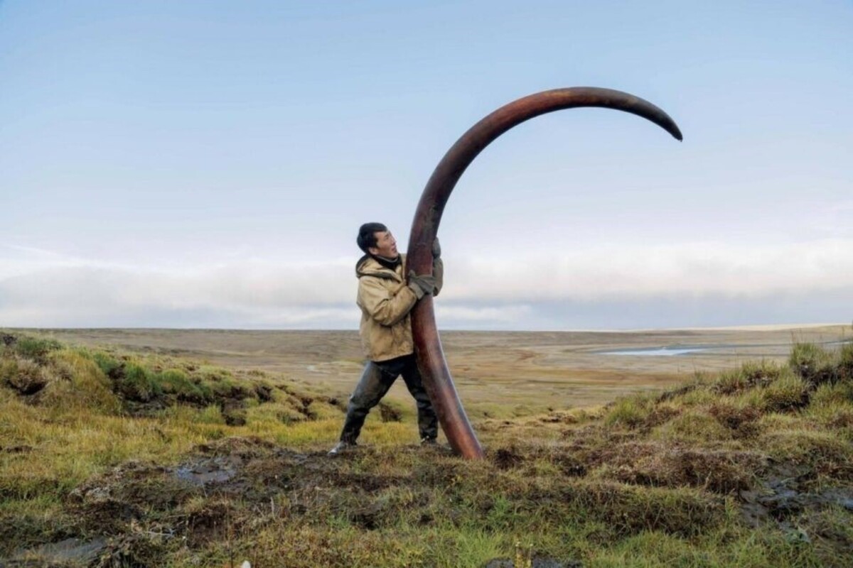Учёные предложили разрешить экспорт бивней мамонта из Якутии