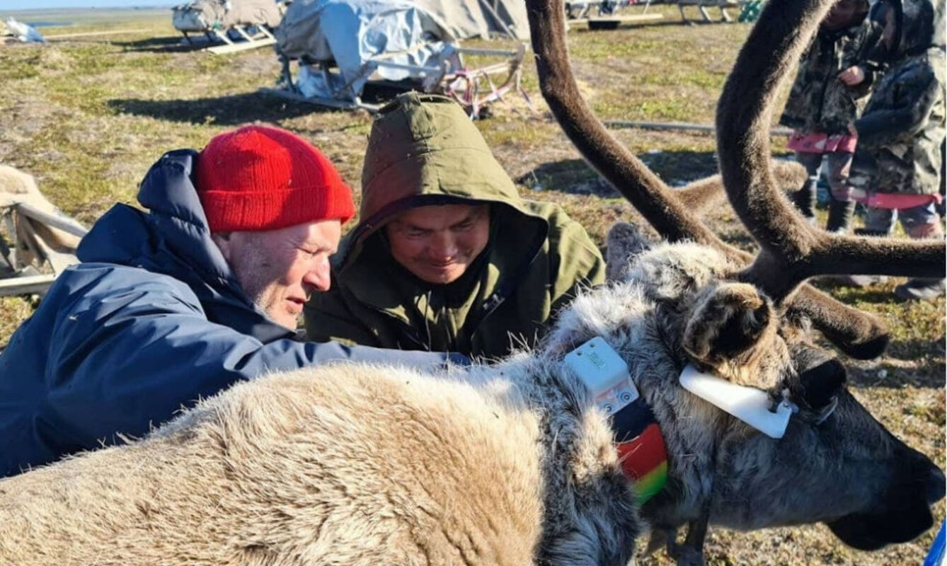 На Ямале стартовал новый этап проекта «Тундра глазами оленя»