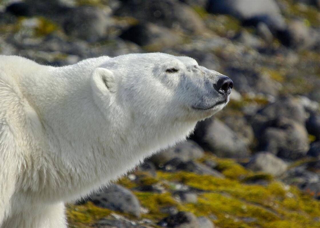 Ученые РФ и США проведут авиаучет чукотско-аляскинских белых медведей