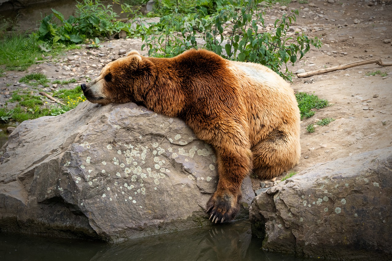 Горбуша задерживается: на реках Сахалина аномально много голодных медведей