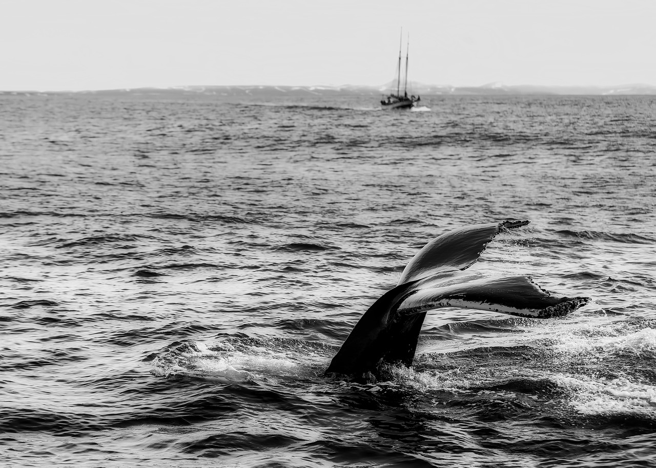 На Чукотке на косе Мээчкын добыли первого в этом году серого кита