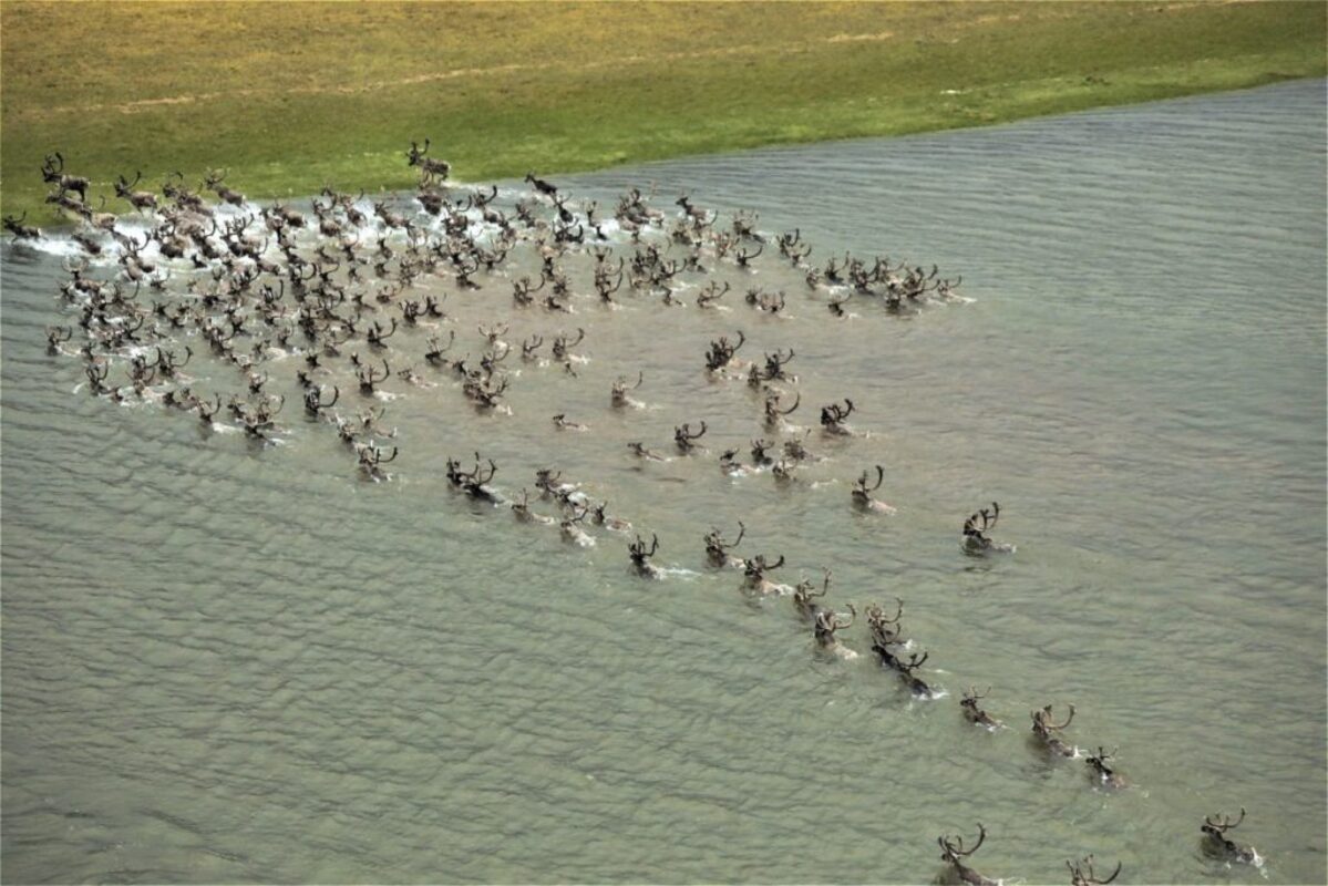 На Таймыре ученые сняли переправу диких северных оленей через Хатангу