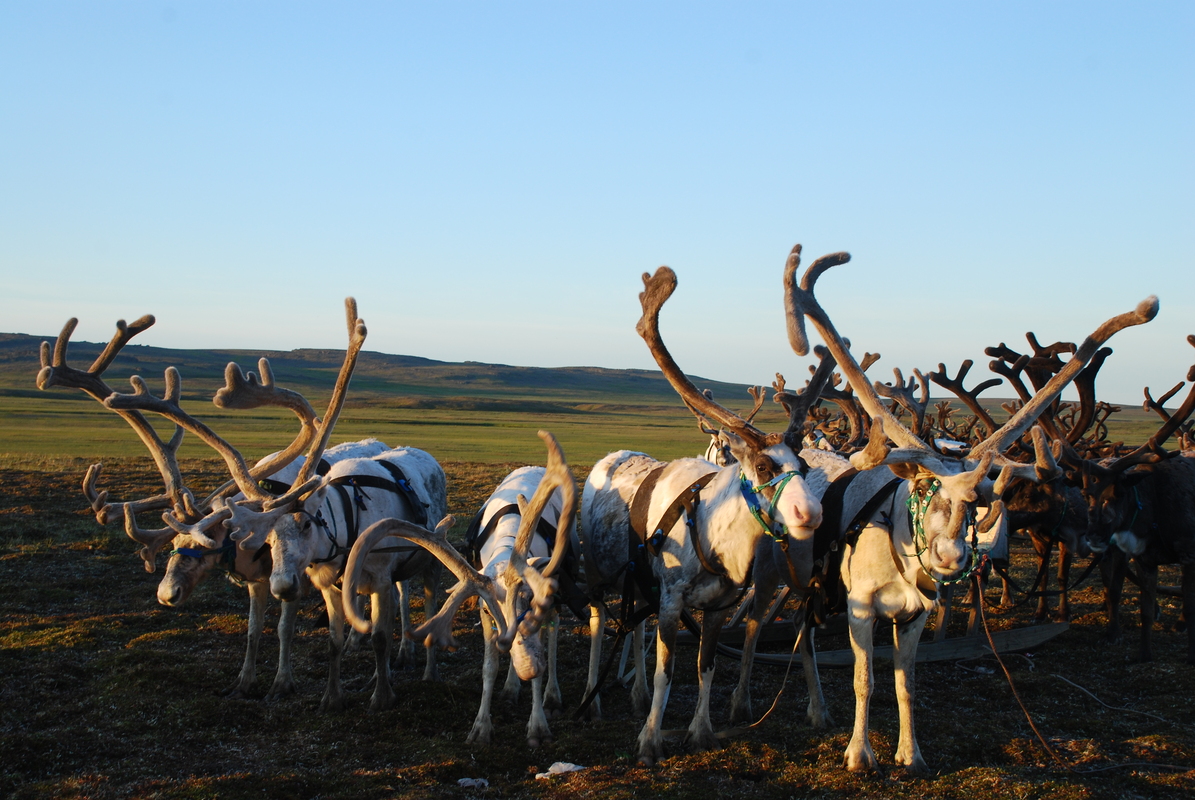 Арктический резидент в НАО займется производством пищевых добавок