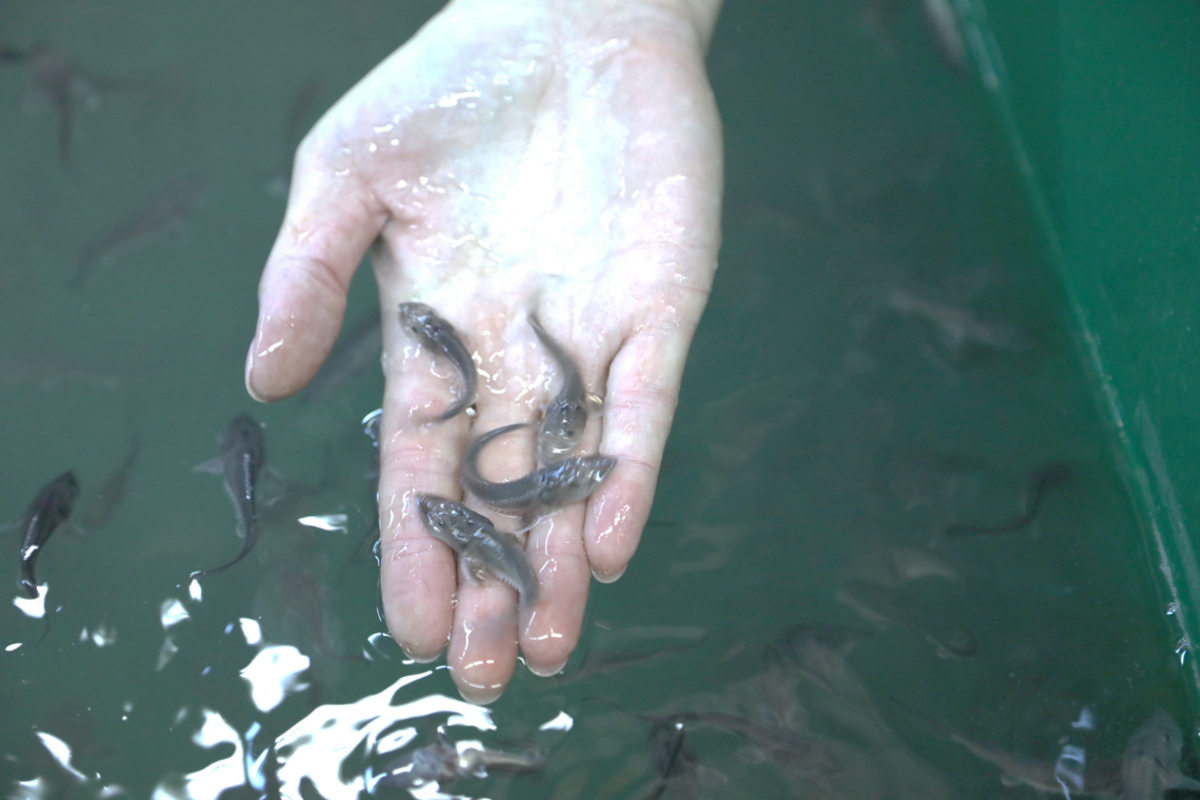 Норильский рыбзавод выпустил в Енисей 65 тысяч мальков осетра