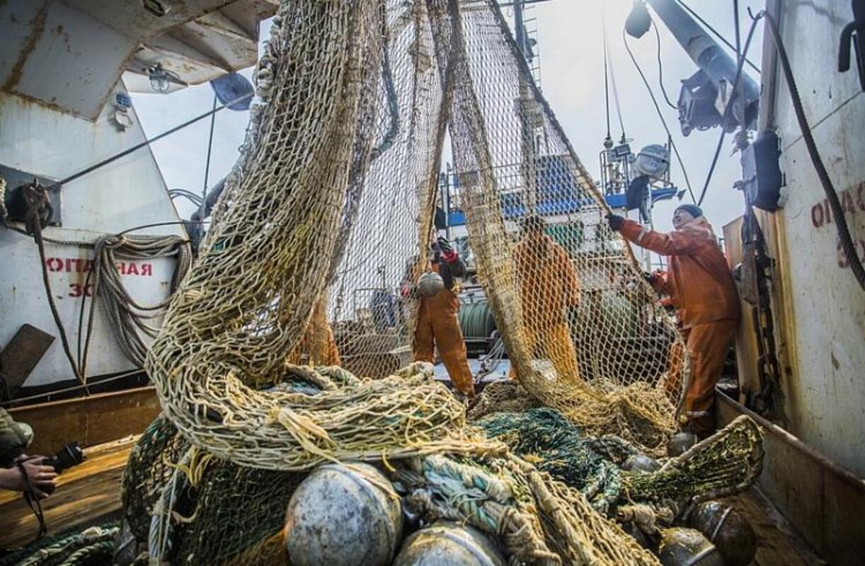 В Приморье рыбаки трех районов выловили более 225 тонн красной рыбы