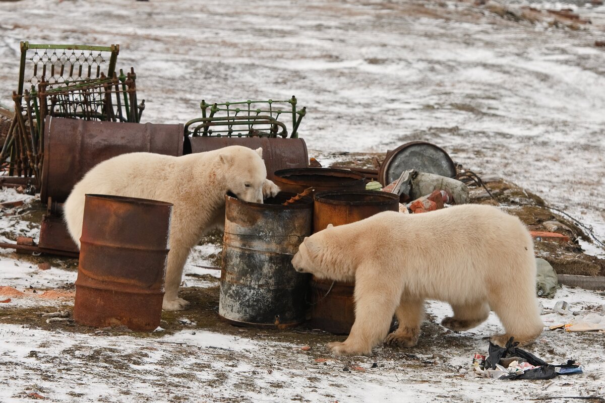 Минприроды опровергает информацию о разрешении охоты на белого медведя