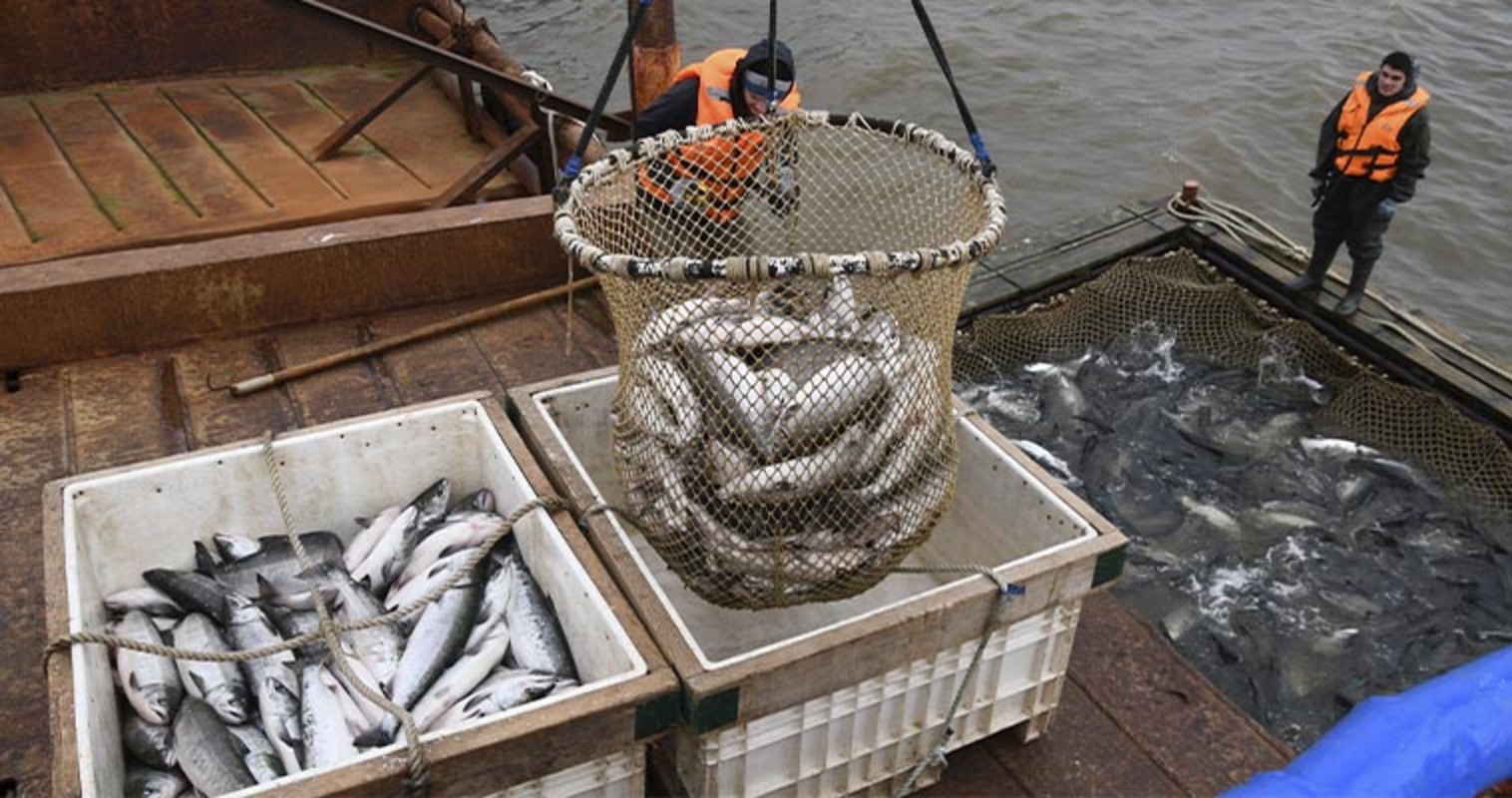 Почти 5 тысяч тонн лососей добыто на Чукотке силами рыбопромышленников