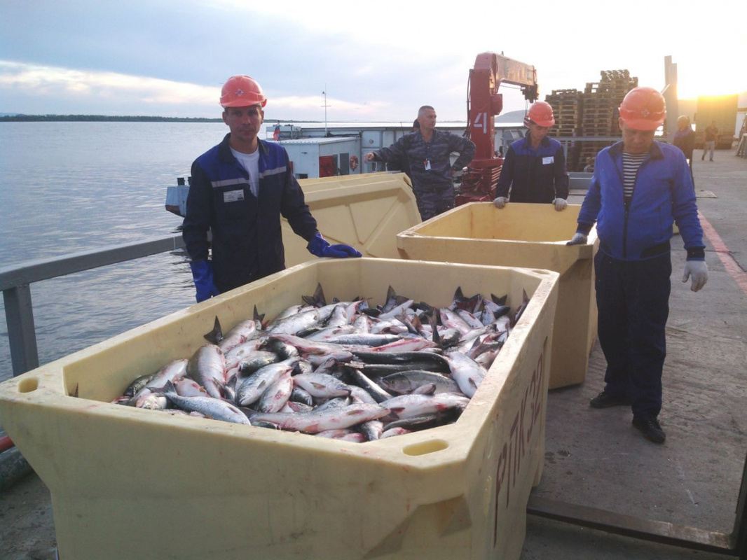 В Хабаровском крае началась отгрузка лососей для КМНС. Первая партия – 2,6 тонны