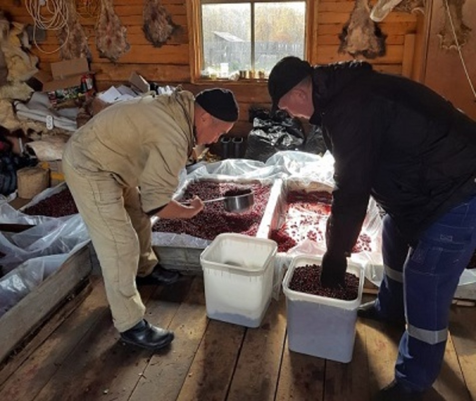 Эвенки накормят ягодой сотрудников рудников Селемджинского района