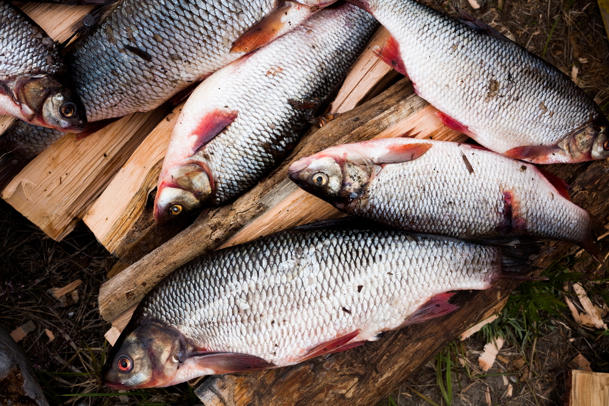 Федеральное агентство по рыболовству  судится с общиной нивхов «Наньво»