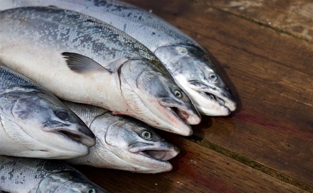 Сахалинское Агентство по рыболовству не согласовало участки для ловли