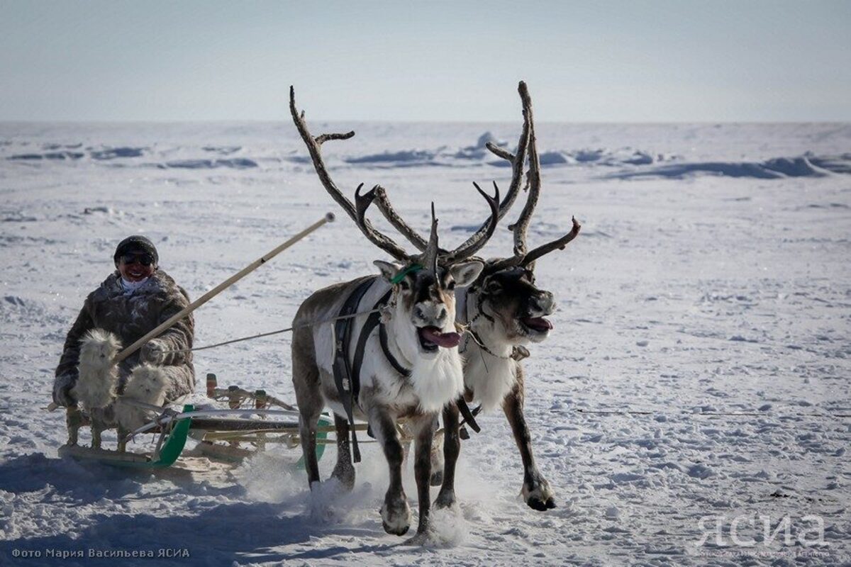 Чемпионат по традиционному оленеводству пройдёт в 2023 году в Якутии