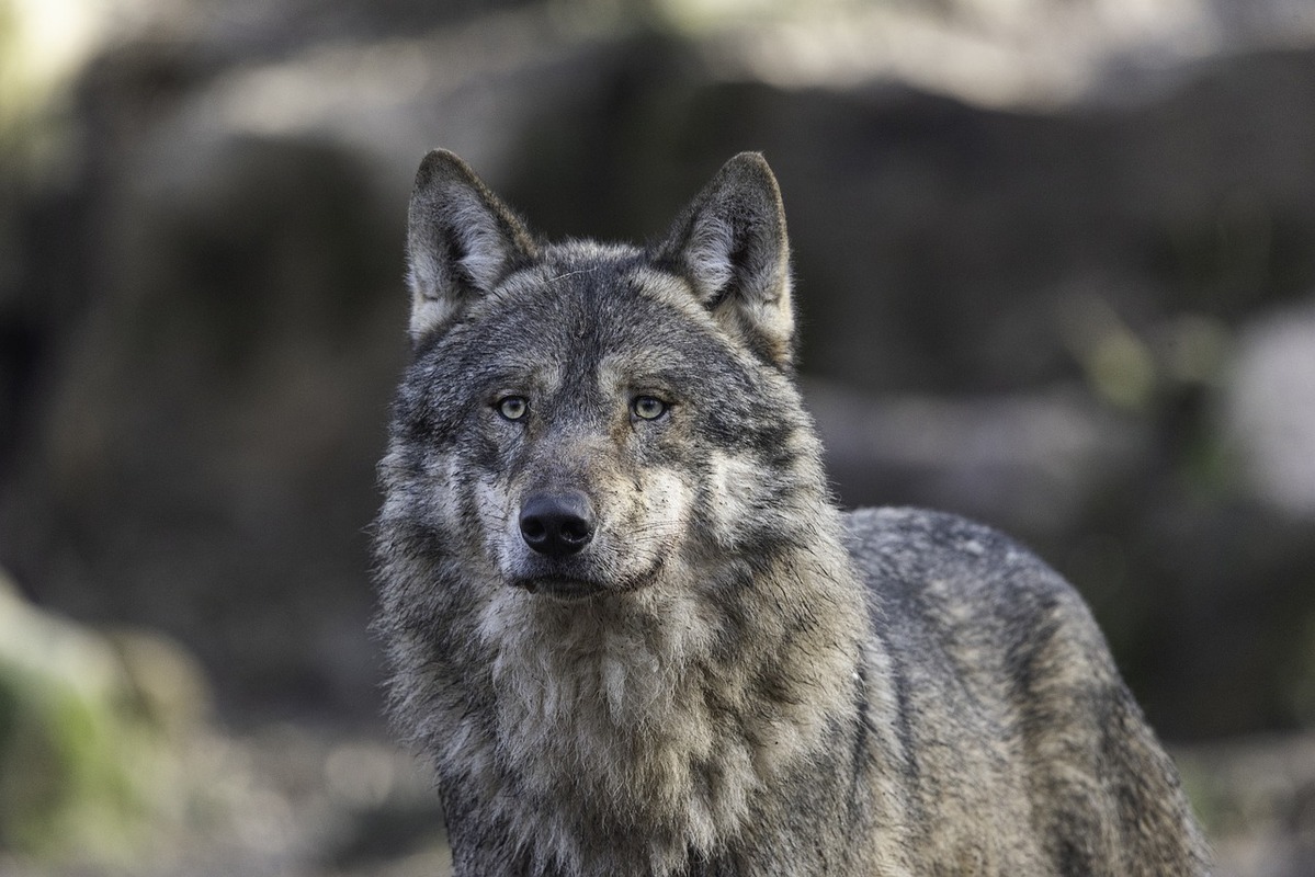В НАО продолжается выдача разрешений на добычу волков
