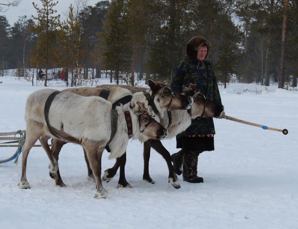 В Ханты-Мансийске пройдёт конкурс мастерства среди оленеводов Югры
