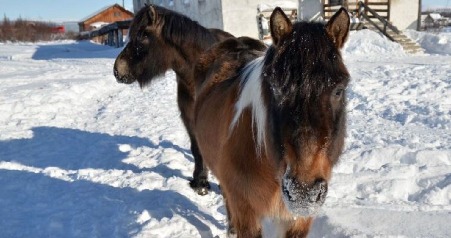 Десять лошадей якутской аборигенной породы доставили на Чукотку