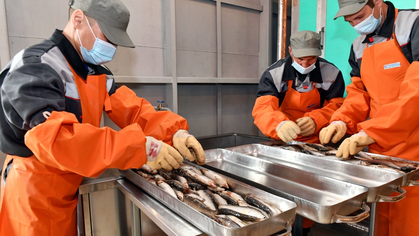 На Ямале появятся два новых предприятия по переработке рыбы