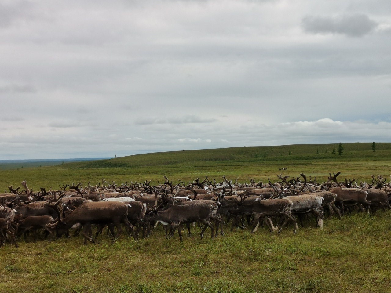 Как климат и экология влияют на свойства мяса северных оленей
