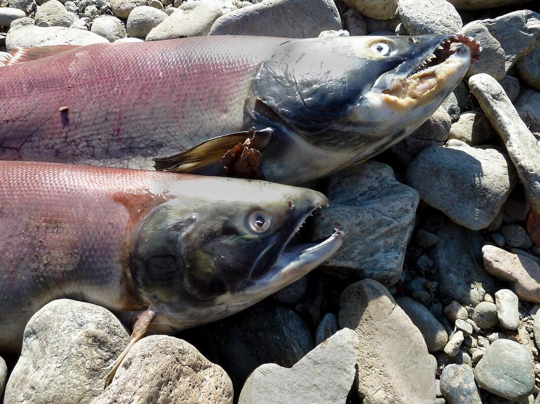 В Приморском крае будут работать над приумножением популяции лосося