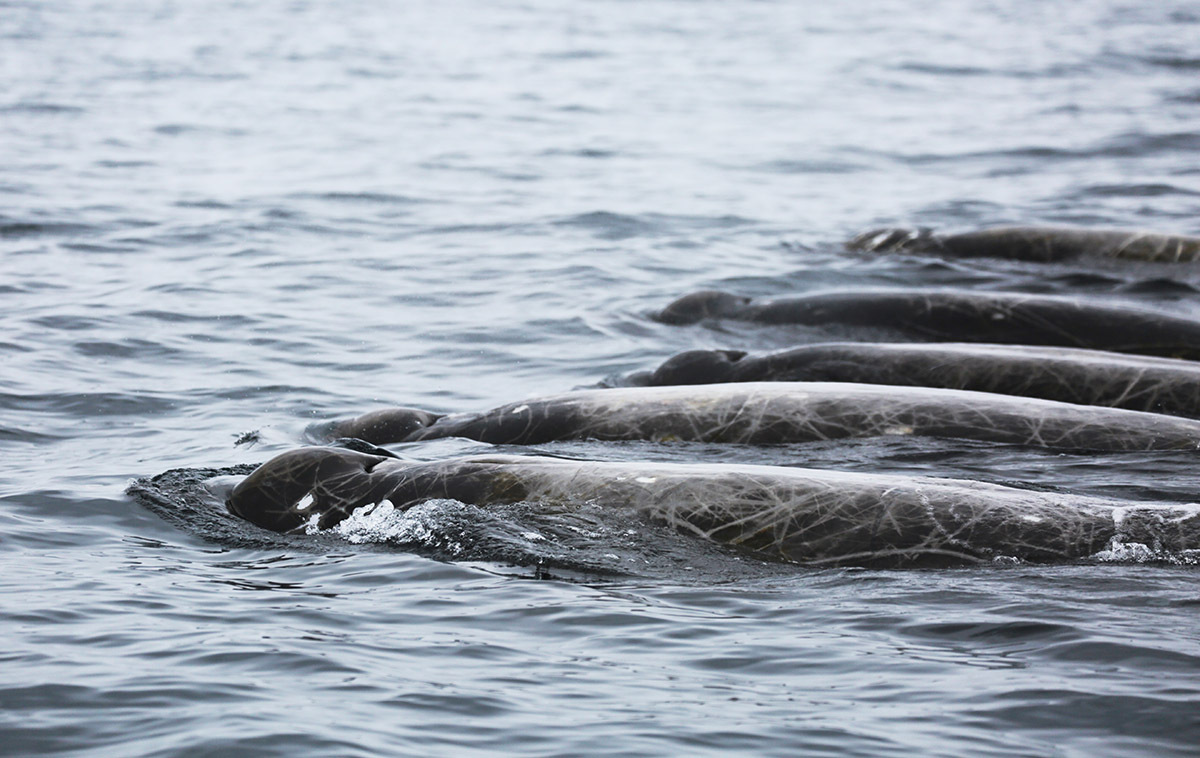 У Курильских островов учёные  обнаружили новый вид китов