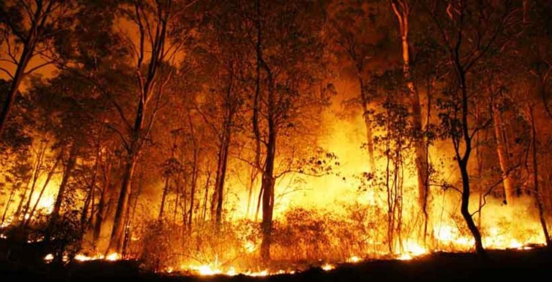 Как практики коренных народов могут предотвратить безудержное сгорание лесов