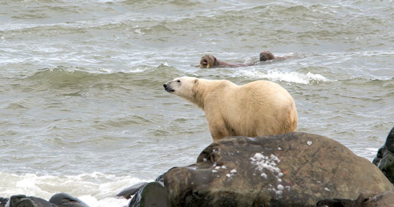 Считать белых медведей с помощью дронов планируют на острове Врангеля