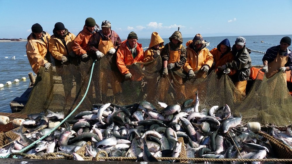 Власти Колымы уточнили лимиты вылова лосося представителями КМНС