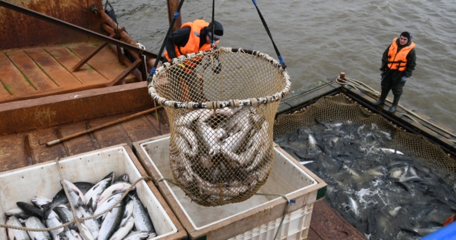 С 8 июня на Чукотке разрешён лососевый промысел, но рыба ещё не пришла