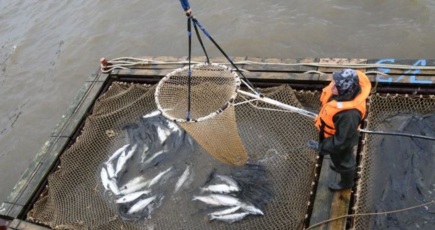 Красная рыба пришла: на юге Чукотки началась лососёвая путина