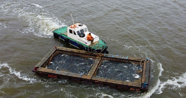 14 тонн лососей добыли на Чукотке с начала путины без учёта добычи общин
