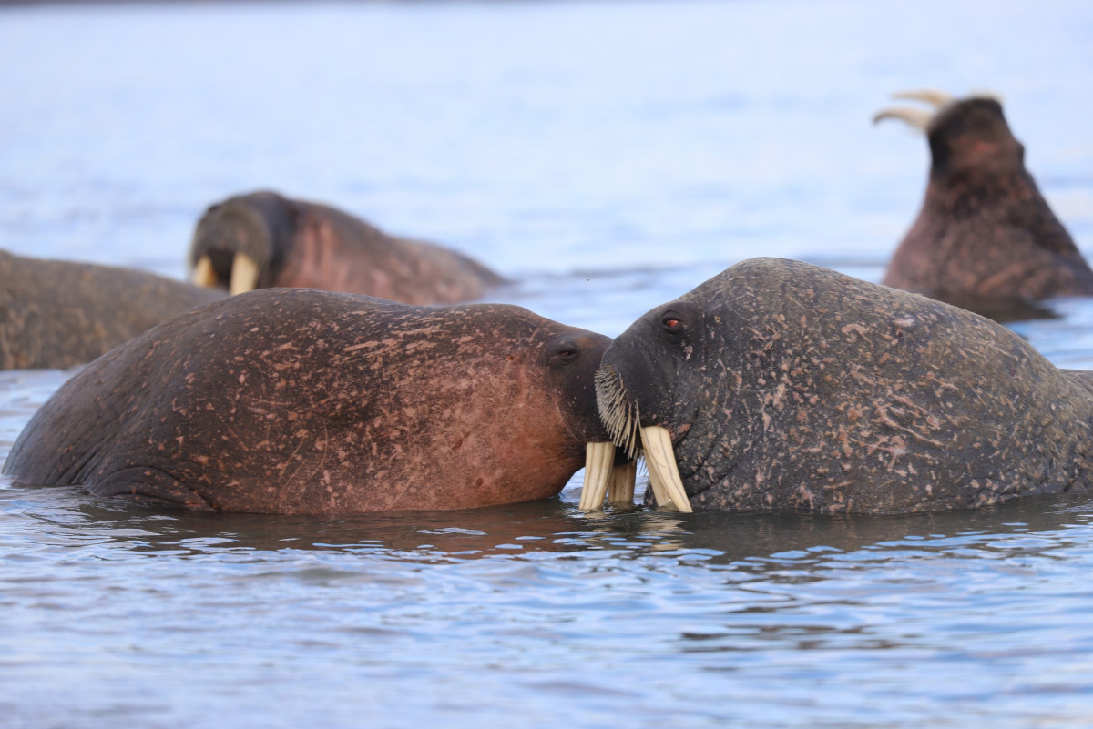 Учёные провели уникальные биоакустические работы на лежбище моржей