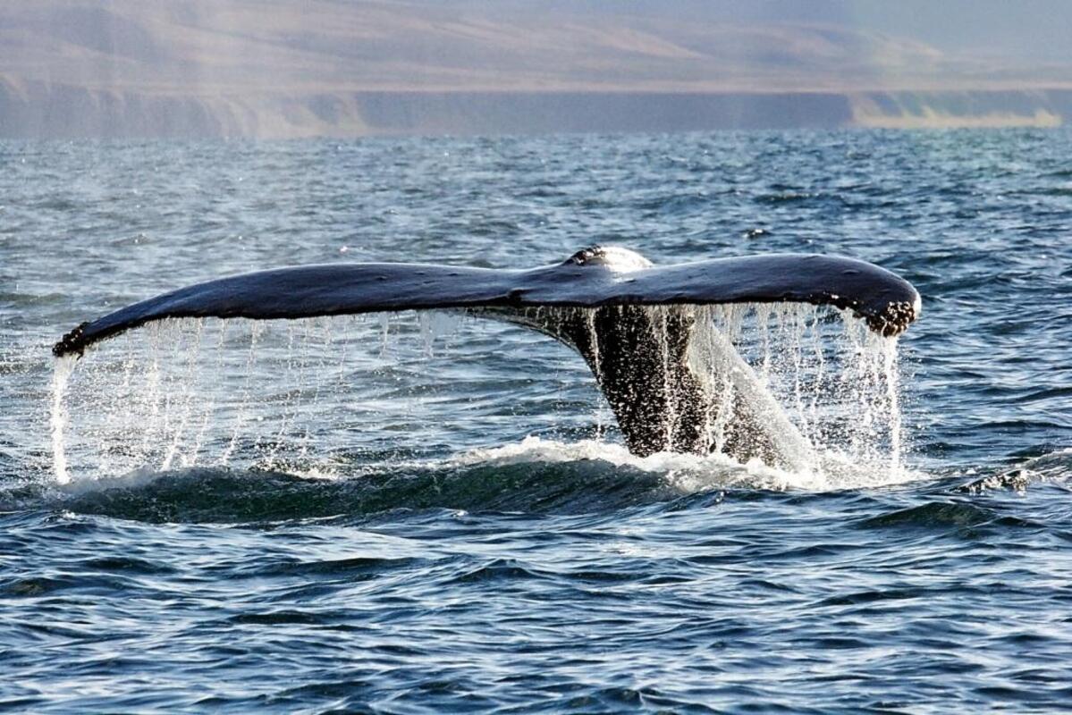 Популяция увеличилась: ученые исследовали серых китов на Чукотке