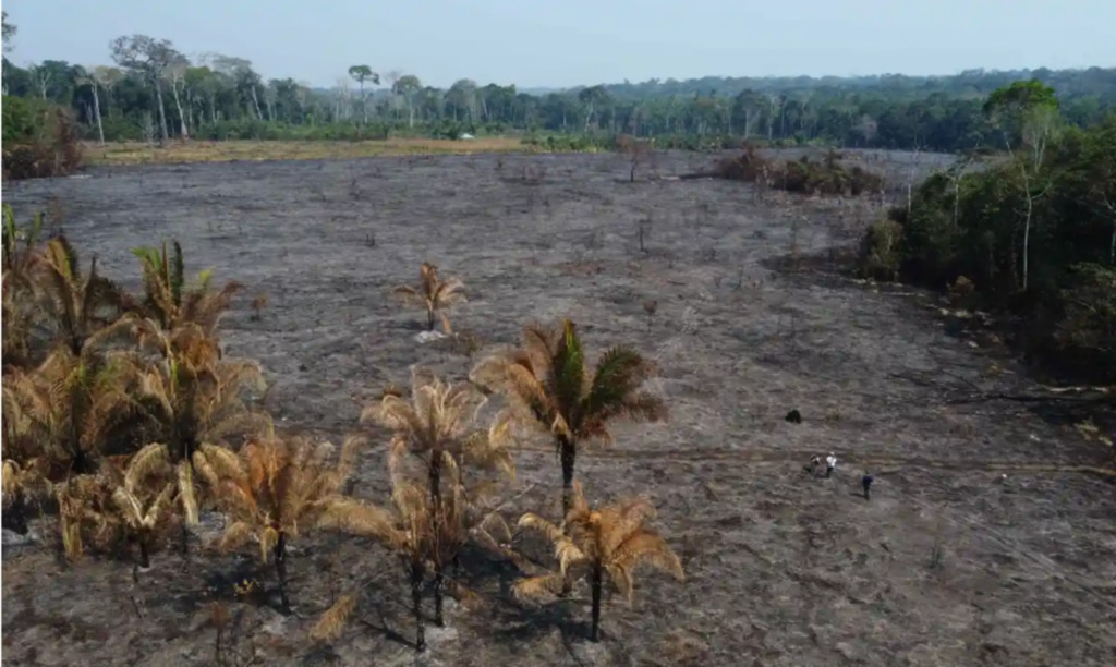 Лидеры коренных народов Амазонии призывают прекратить вырубку лесов