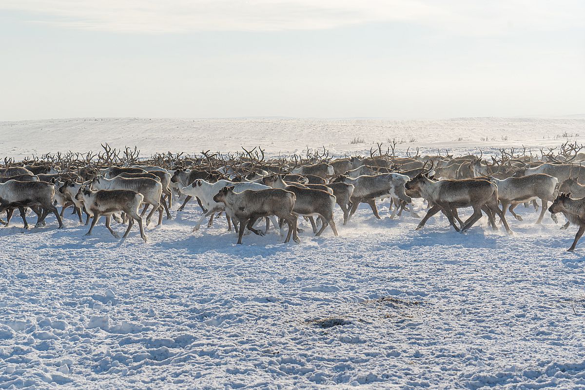 Биологический индикатор Арктики: куда уходит таймырский северный олень