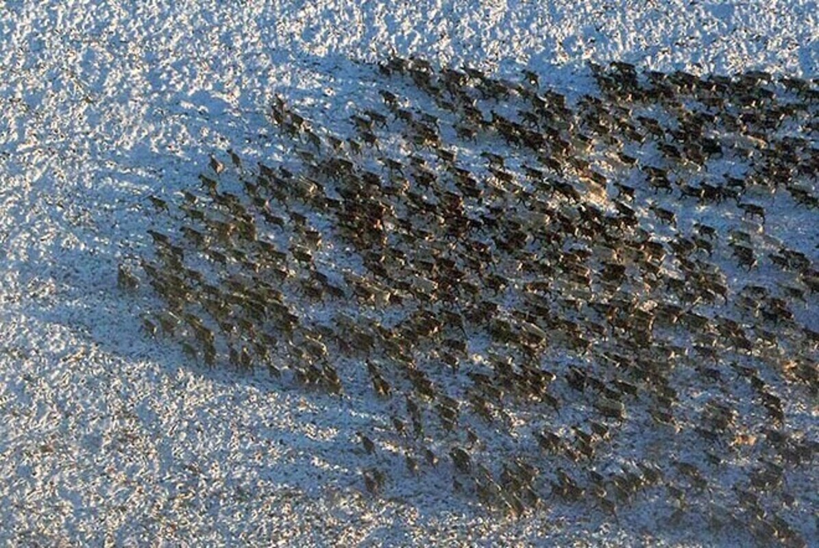 Зримая угроза: вторжение диких северных оленей на Чукотке