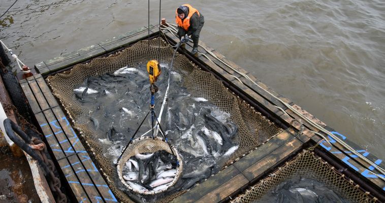 Представители Чукотки    подняли проблемы научного сопровождения лососевой путины