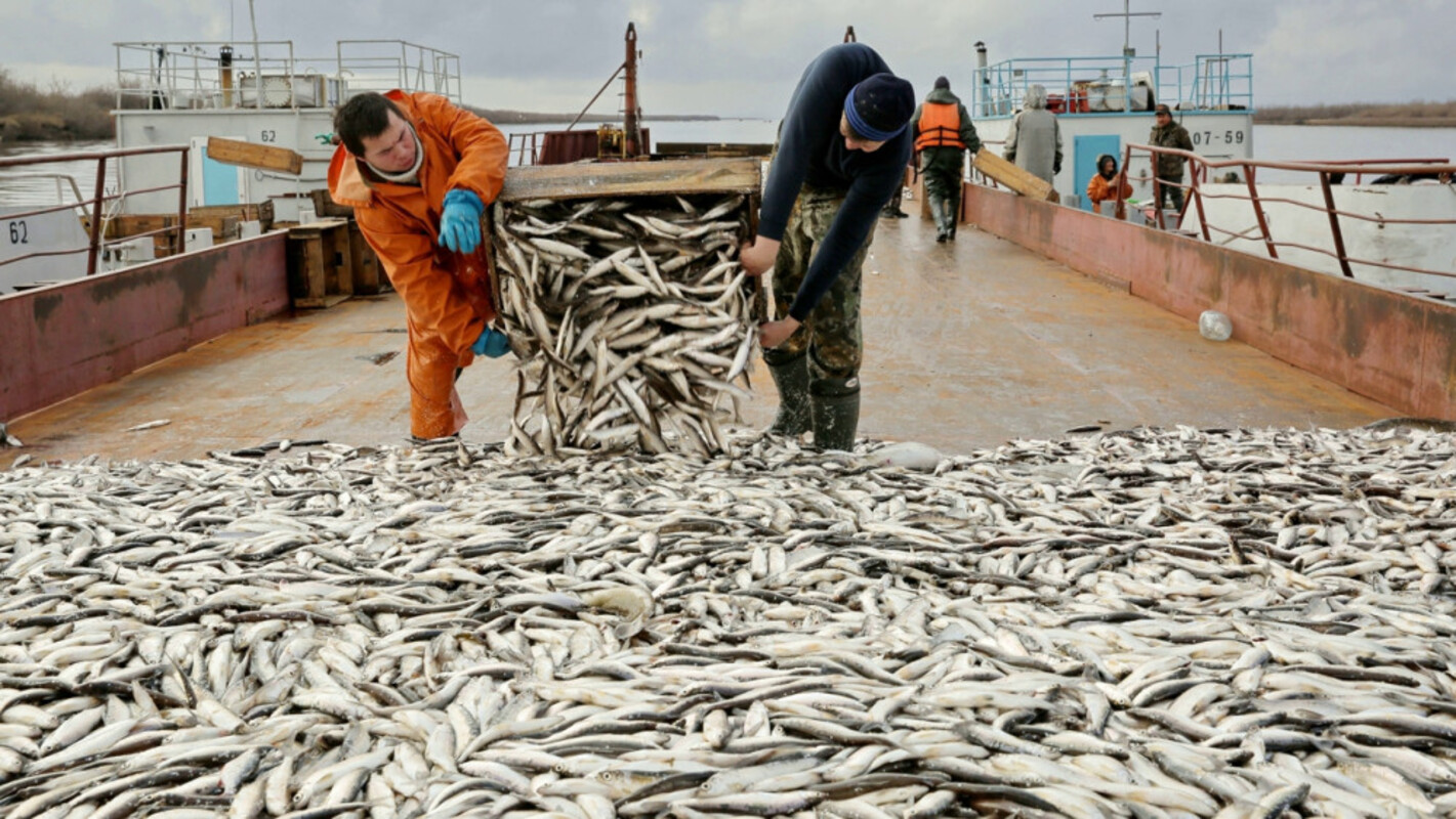 К концу года на счету рыбаков Ямала оказалось порядка 11 тысяч тонн улова