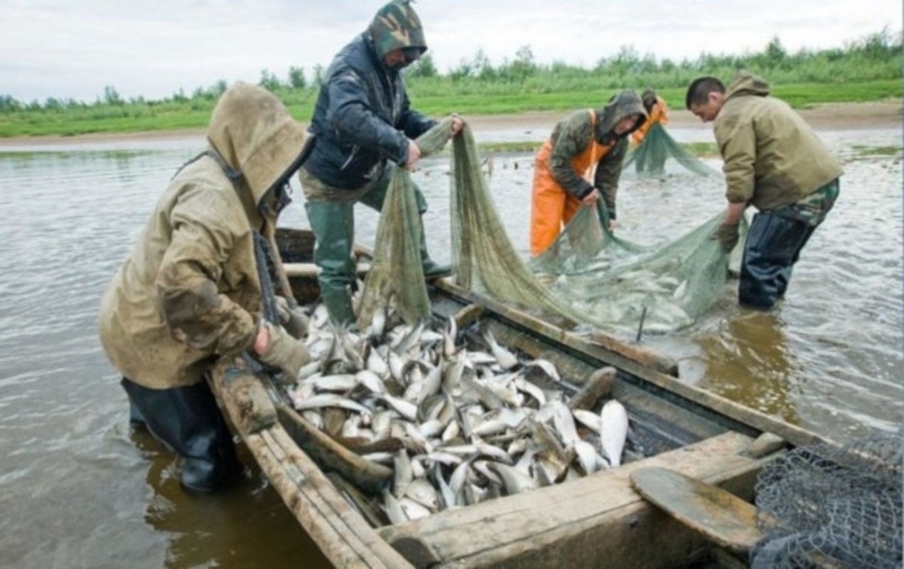 Начался приём заявок на добычу рыбы от коренных малочисленных народов
