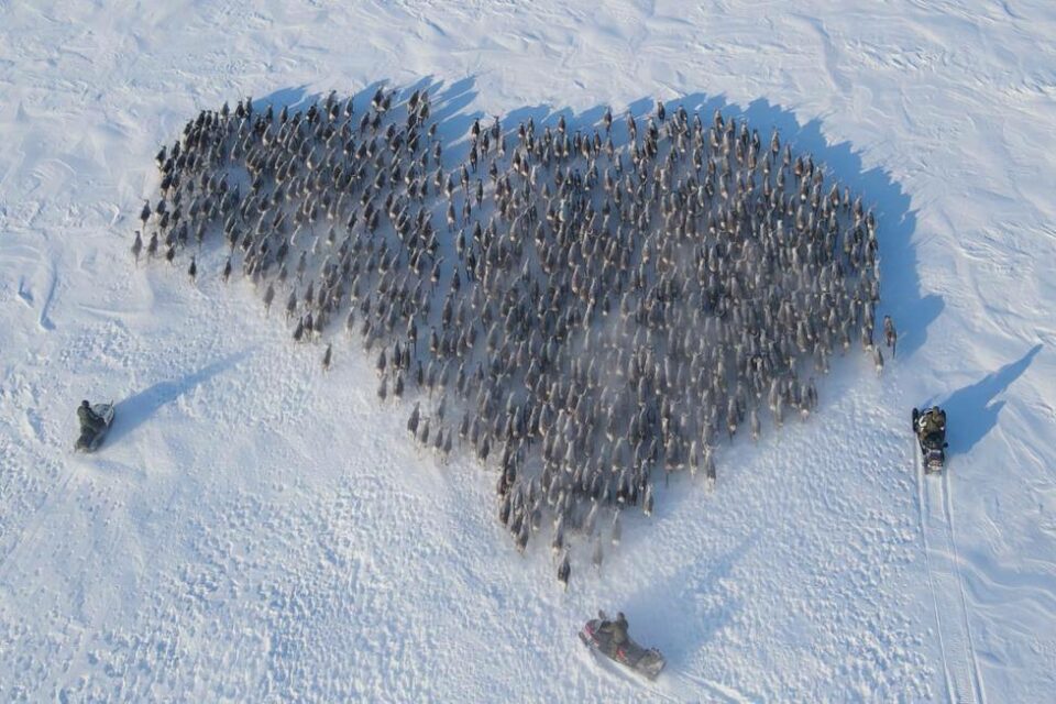 В Якутии оленевод поздравил жену с 8 Марта, выстроив оленей в форме сердца