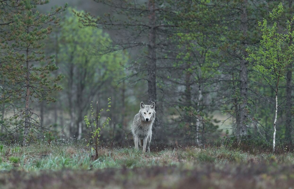 На Камчатке власти увеличат выплаты охотникам за отстрел волков