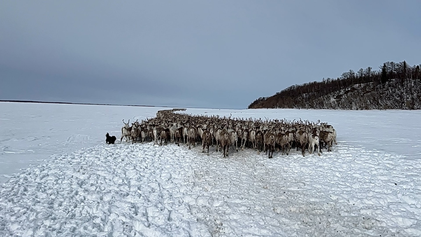 В ЯНАО оленеводы перегоняют стада на весенние пастбища