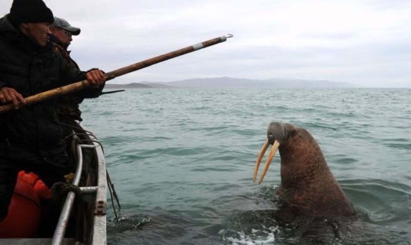 Морские охотники общины «Лорино» открыли сезон промысла моржей