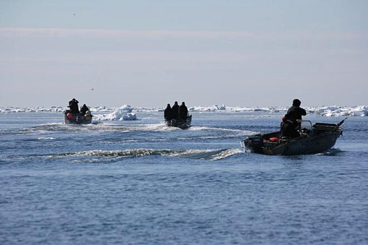 Морзверобои добыли девять моржей во время первого выхода в море на лодках