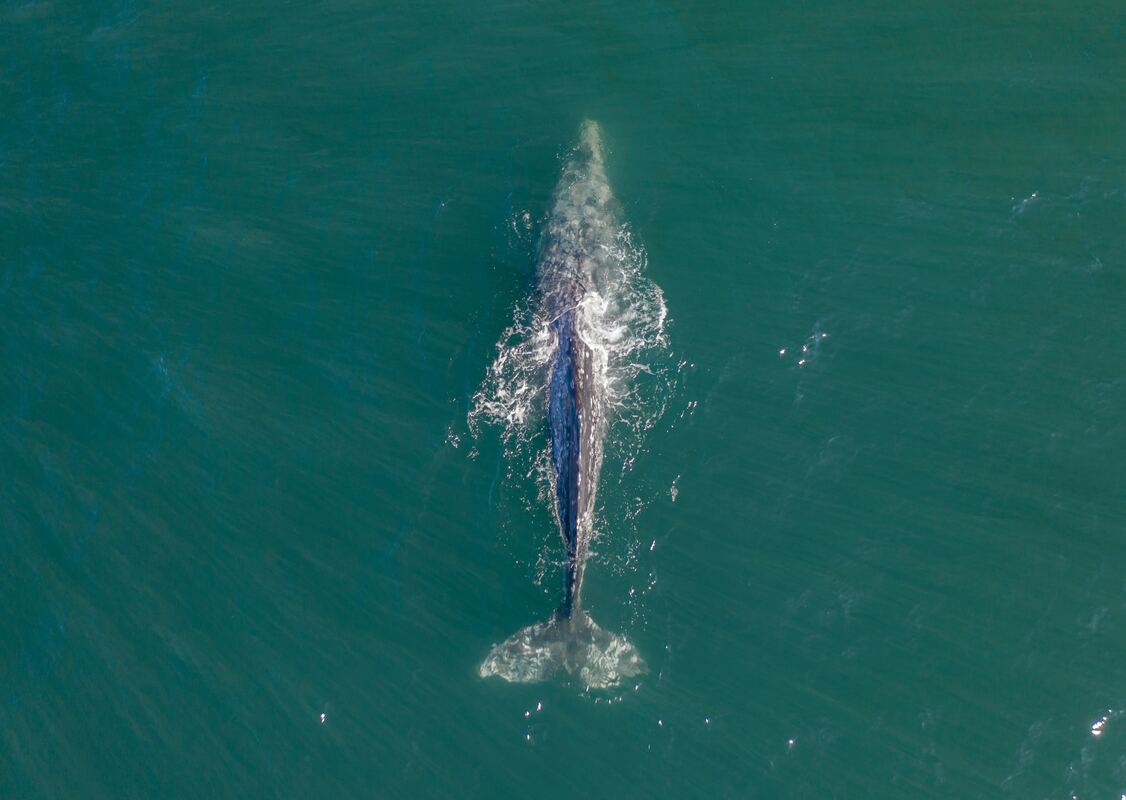 Охотники чукотского посёлка Лорино добыли первого в новом сезоне кита