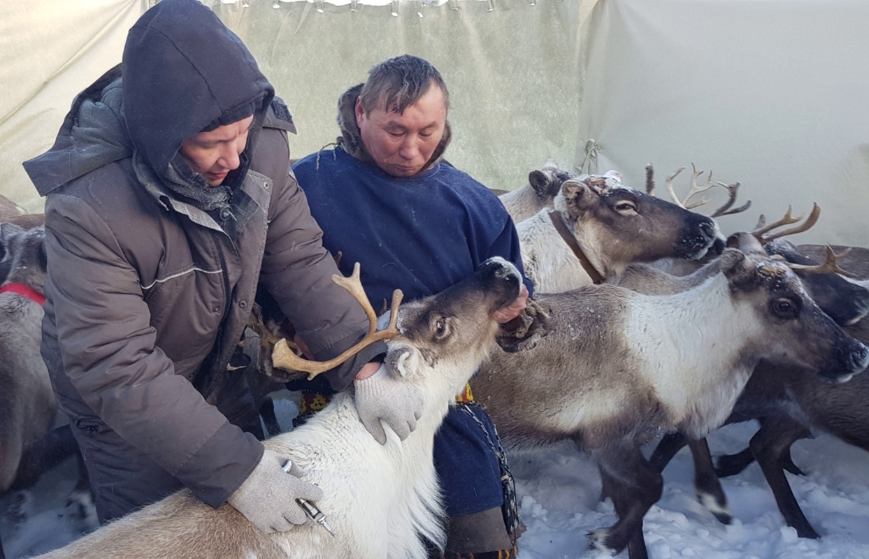 На Ямале завершена вакцинация северных оленей против сибирской язвы