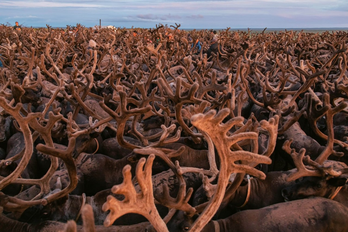 В Ненецком автономном округе началась вакцинация северных оленей