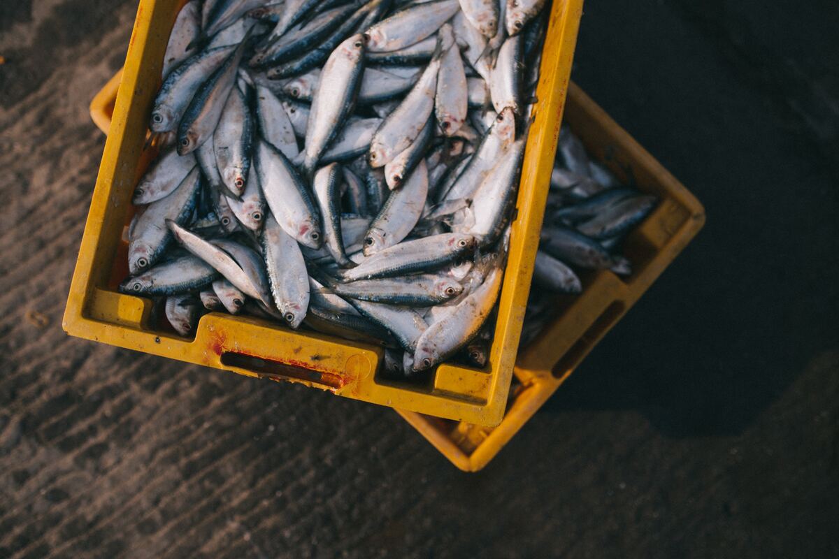 Обсуждаем поправки к закону о рыболовстве: слово берёт Камчатка
