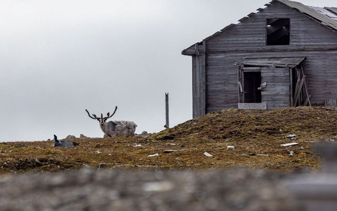 В нацпарке «Русская Арктика» растёт популяция редкого подвида северных оленей