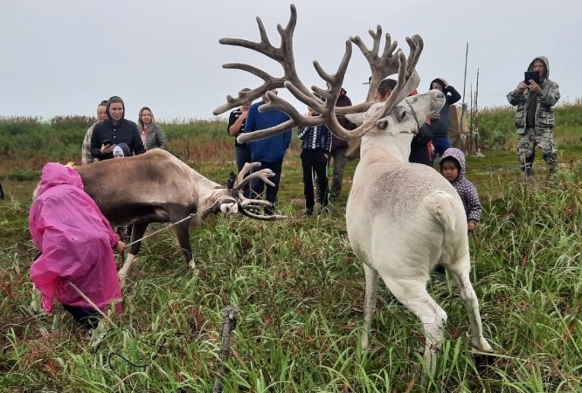 Праздник-обряд оленеводов «Курэй» прошел в Ногликском районе Сахалина